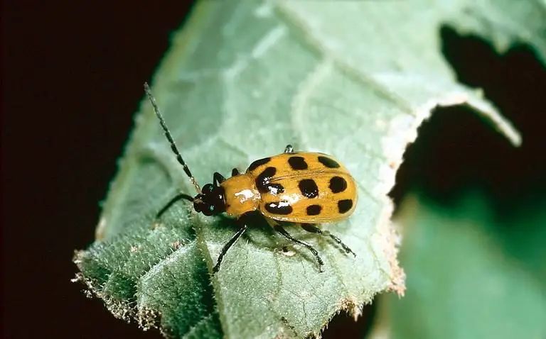 Read more about the article 8 Ways to Control Cucumber Beetles Organically