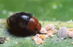 Adult mealybug destroyer eating mealybug nypmhs
