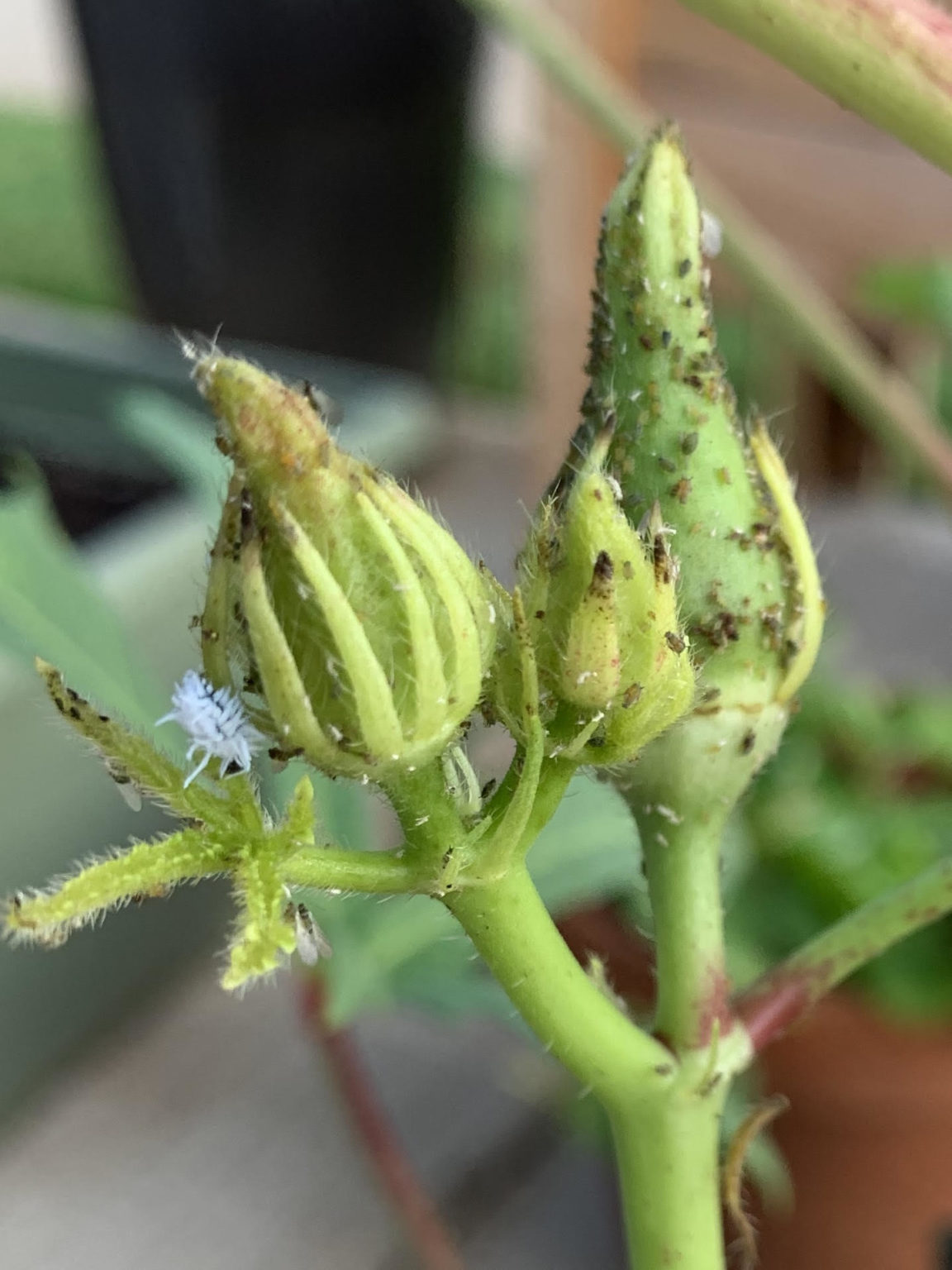 mealybug-or-mealybug-destroyer-larva-okra-in-my-garden