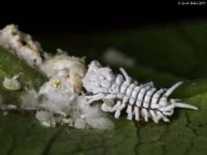 Read more about the article Mealybug or Mealybug Destroyer Larva?