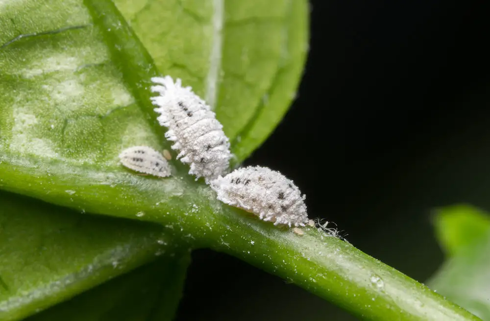 mealybugs mealybug houseplant pests cochenilles cochinillas epingle okra domine whitefly