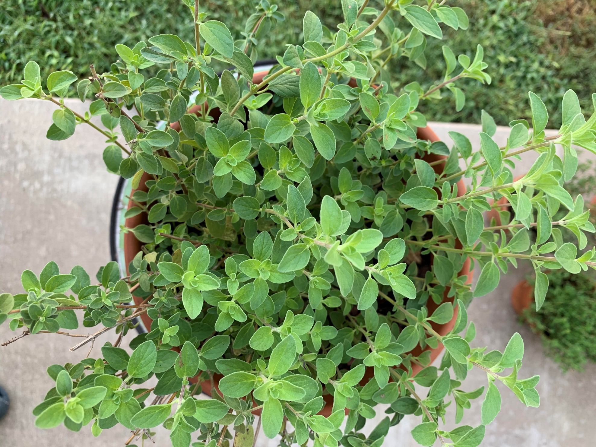 Read more about the article How to Grow Oregano