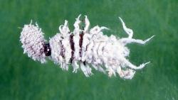mealybug and mealy bug destroyer larva