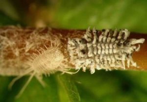 mealybug and mealybug destroyer larva