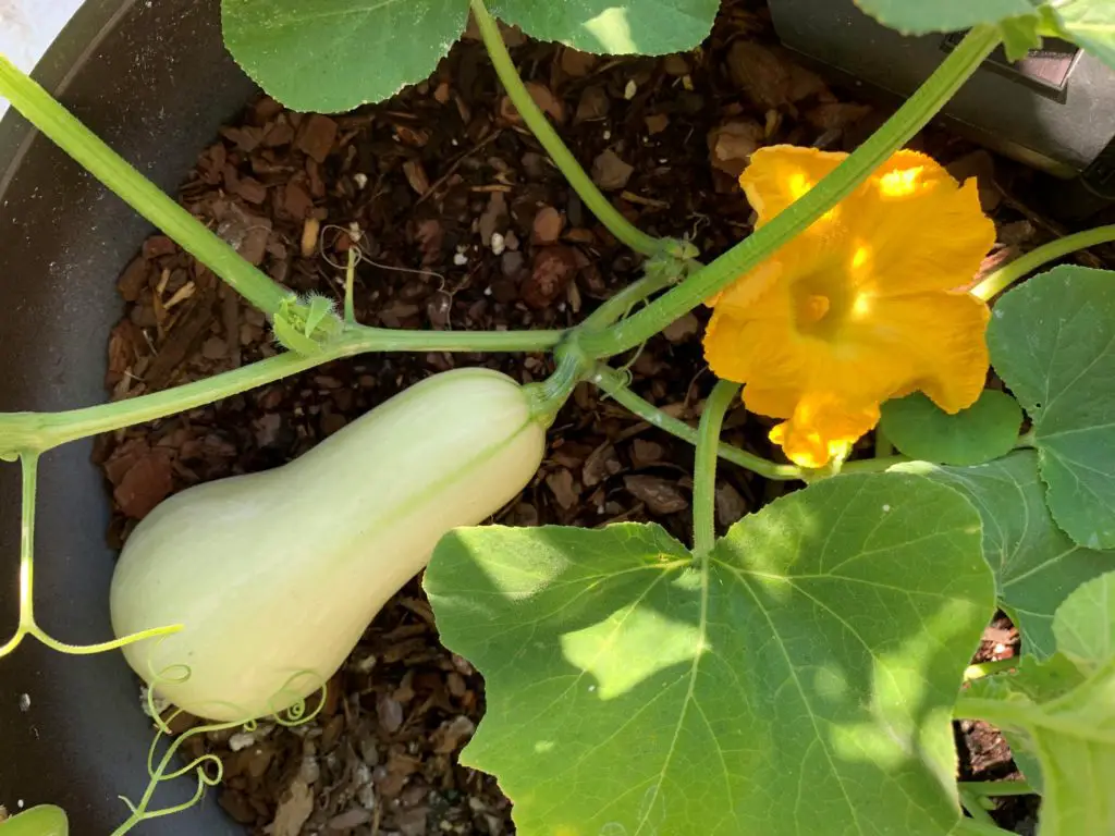 How to Grow Butternut Squash in Containers Okra In My Garden