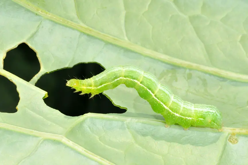 Cabbage Loopers and How to Get Rid of Them Okra In My Garden