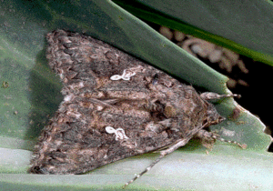 Cabbage looper moth