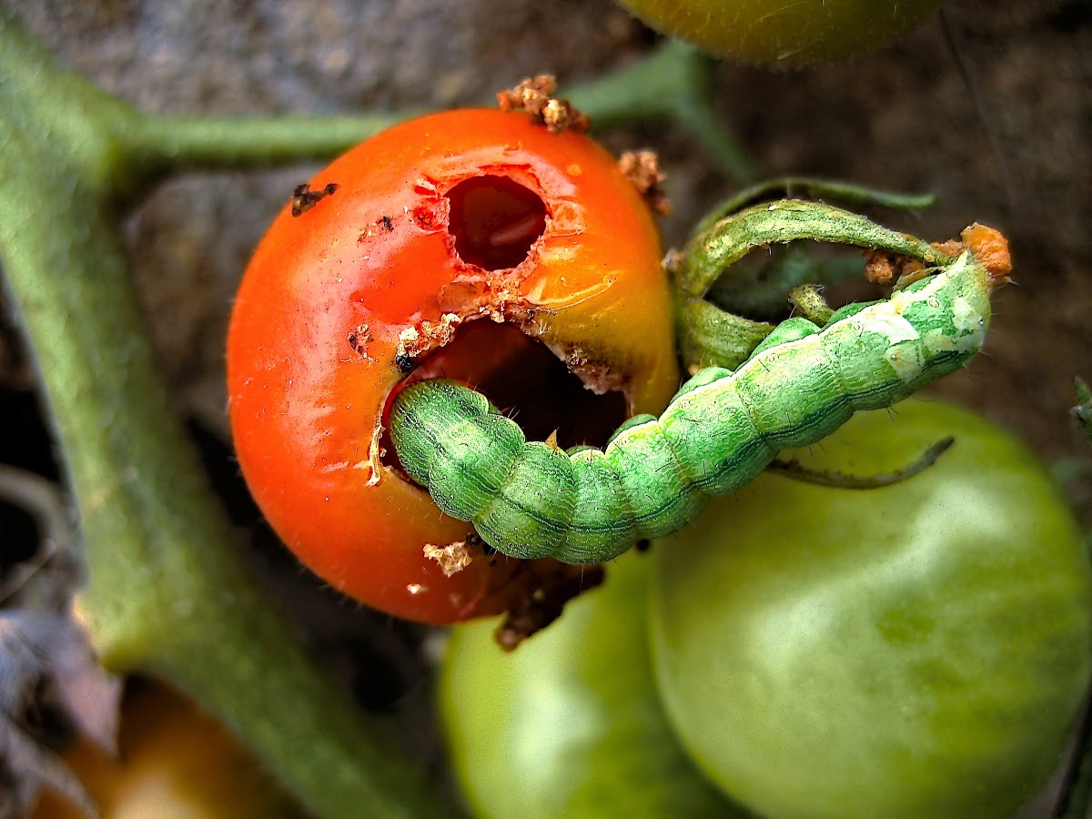 Cabbage Loopers and How to Get Rid of Them Okra In My Garden