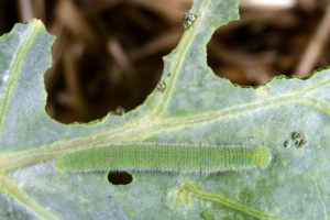 Read more about the article How to Get Rid of Cabbage Worms