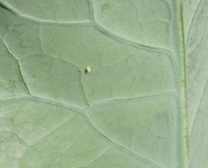 cabbage worm egg small white butterfly