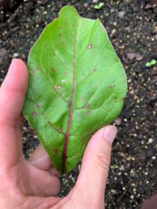 cercospora leaf spot on beet leaf