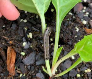 Read more about the article How to Identify and Get Rid of Cutworms