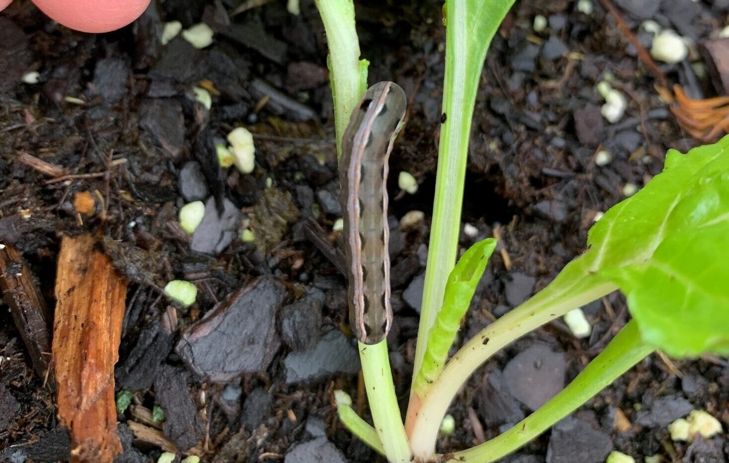 Read more about the article How to Identify and Get Rid of Cutworms