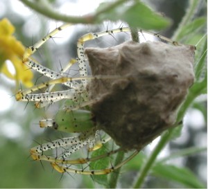 Green Lynx Spider and egg sac