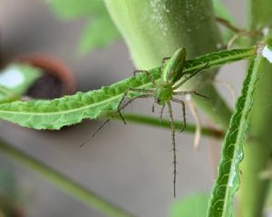 Read more about the article Green Lynx Spider