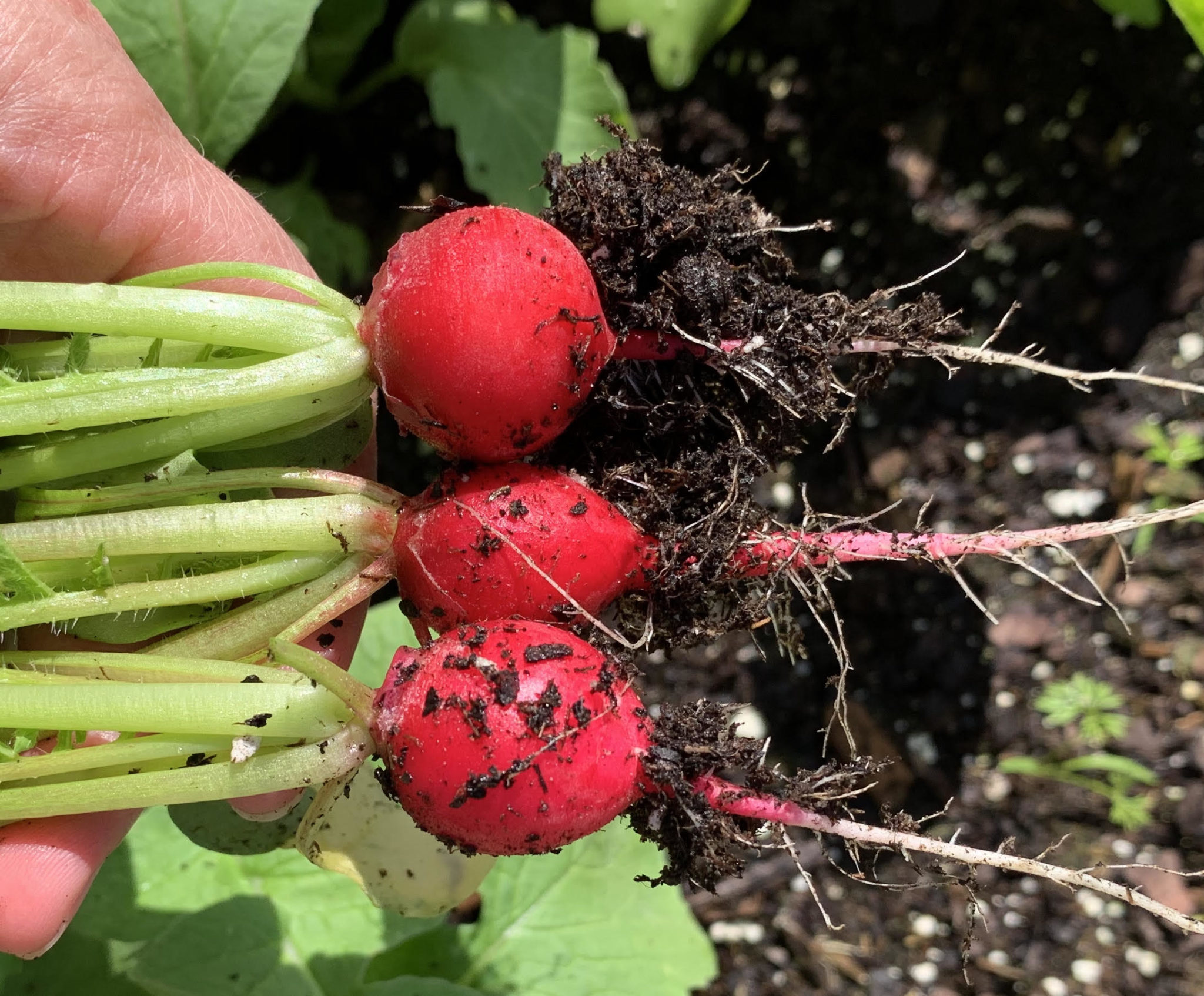 How to Grow Radishes - Okra In My Garden