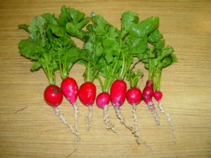 clubroot on radishes