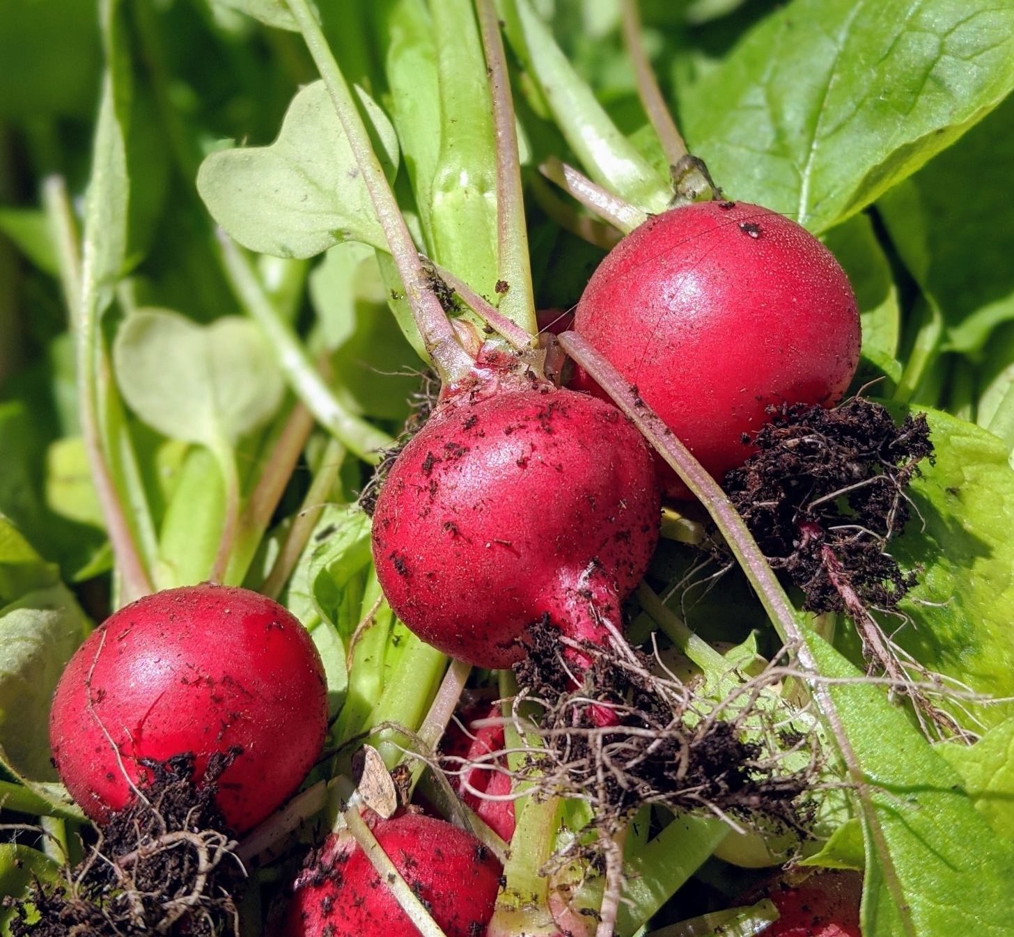 Read more about the article How to Grow Radishes