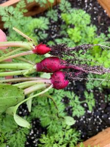 underdeveloped radishes