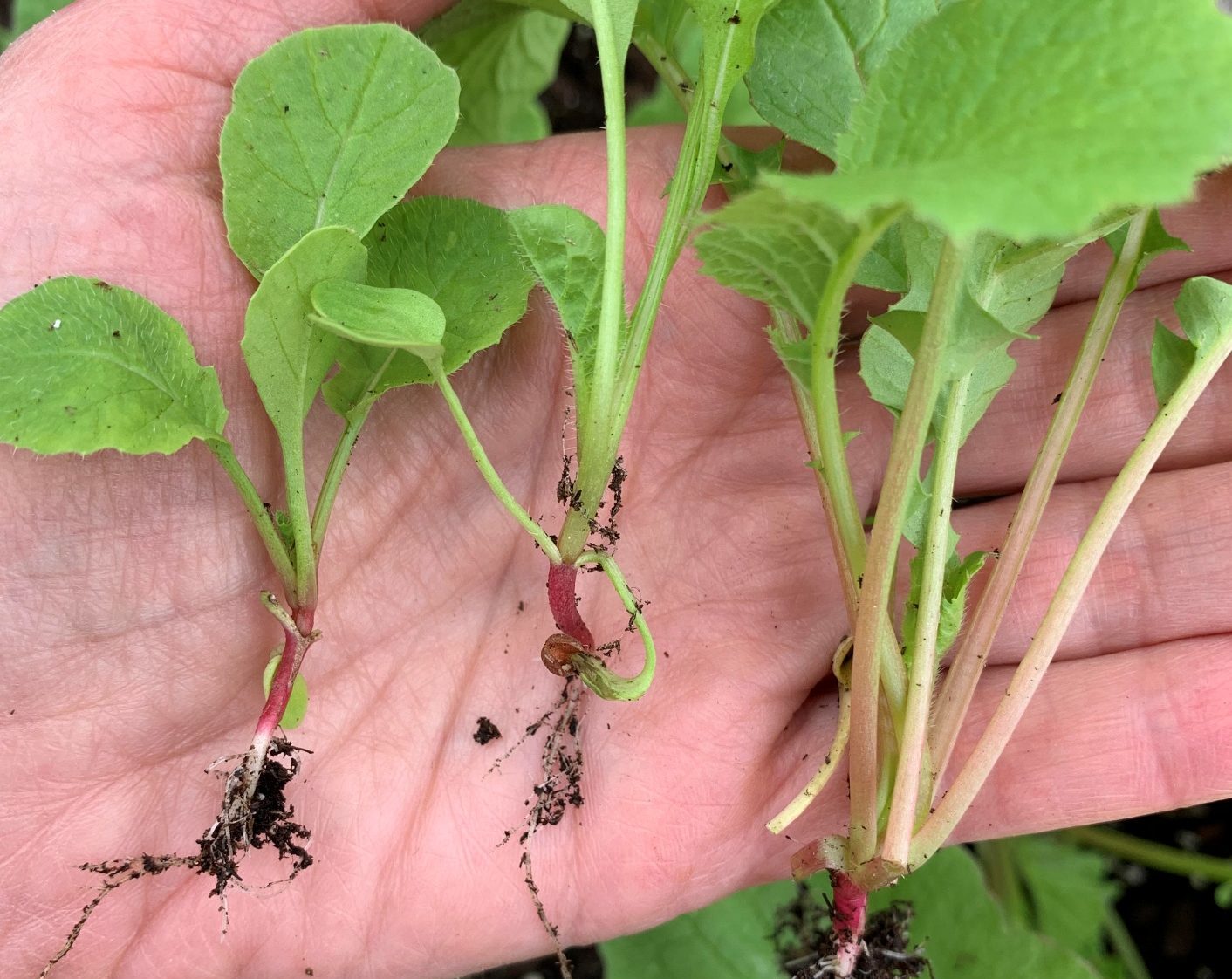 Read more about the article 5 Reasons Why Radishes Don’t Develop