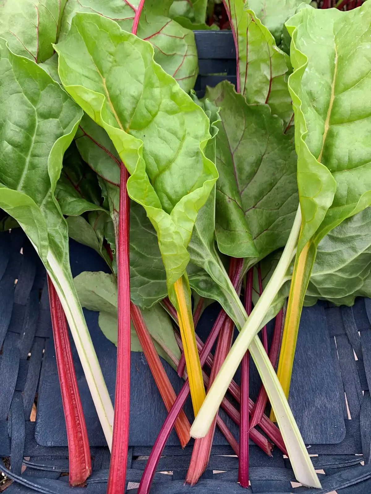 How To Grow Swiss Chard Okra In My Garden