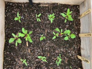 beet sprouts
