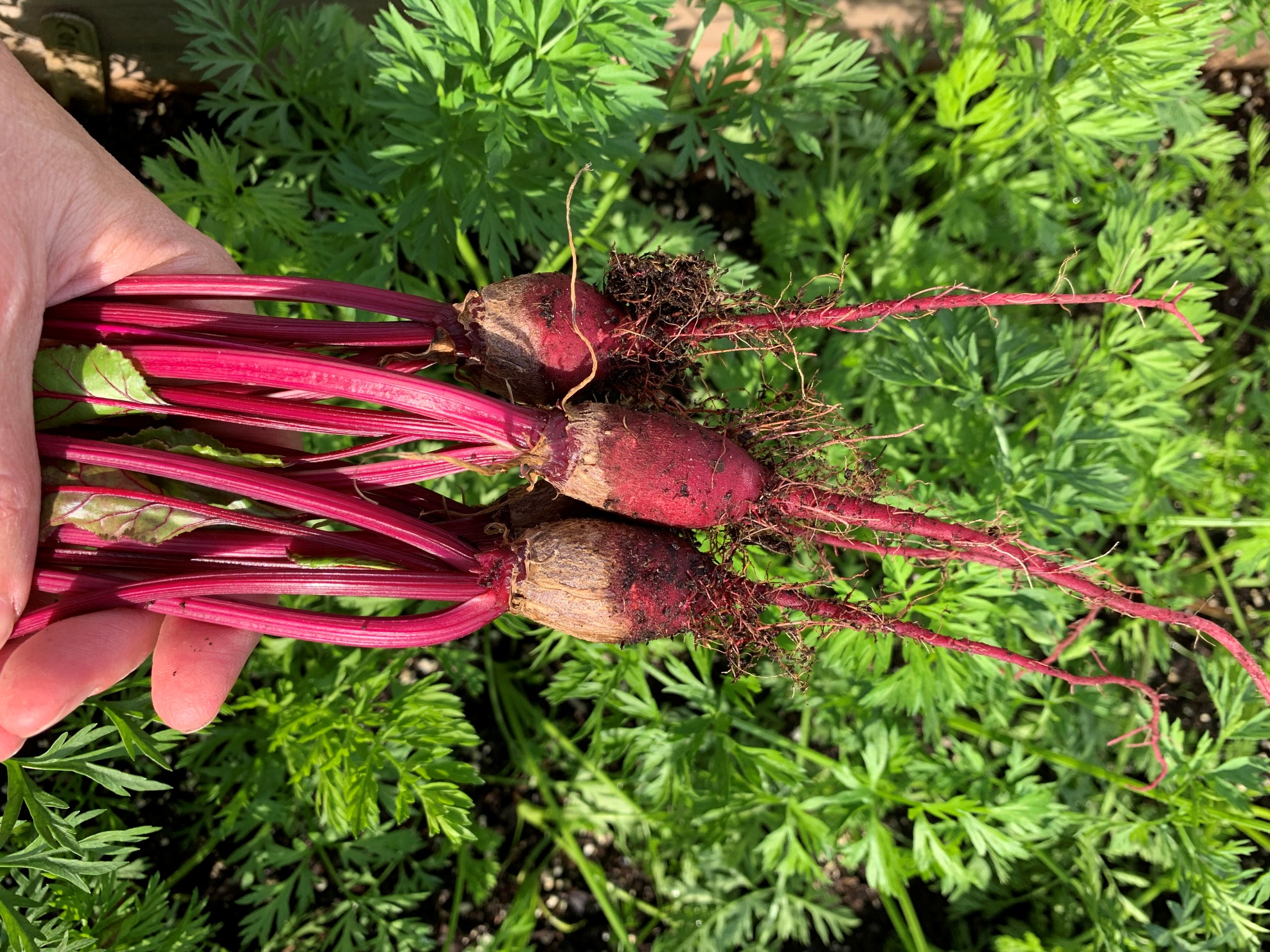 Read more about the article 10 Reasons Why Beets Are Small or Deformed