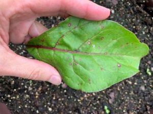 Cercospora leaf spot on beet leaf
