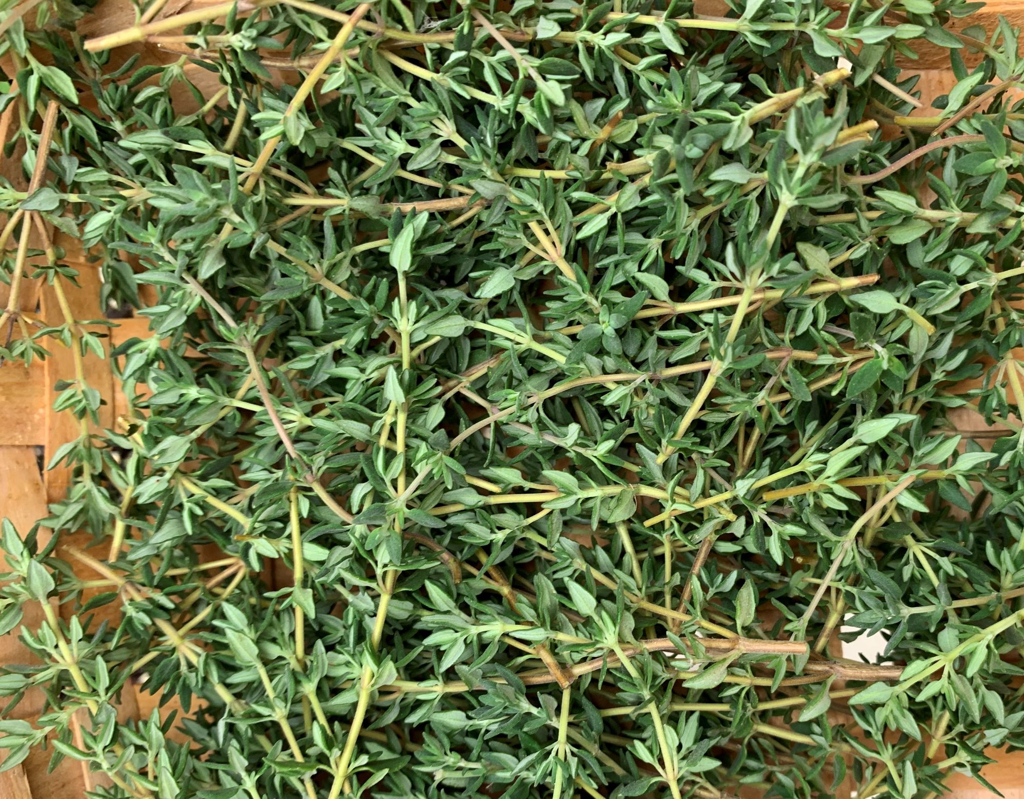 Read more about the article How to Grow Thyme