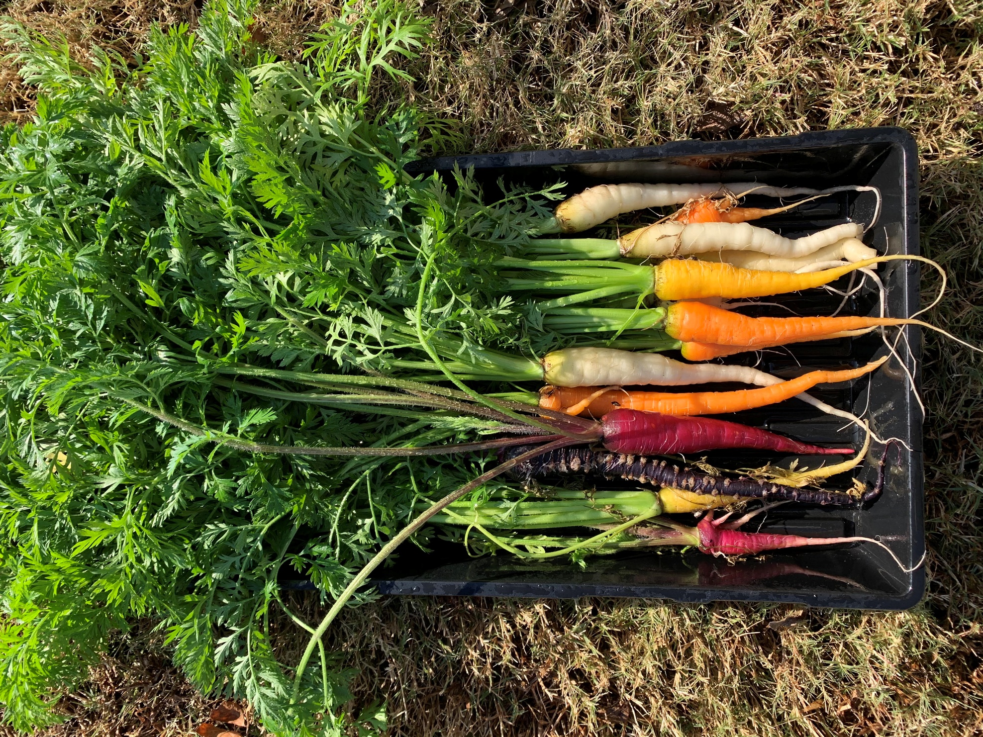 Read more about the article Do All Colored Carrots Taste the Same?
