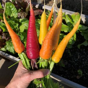 colorful organic carrots