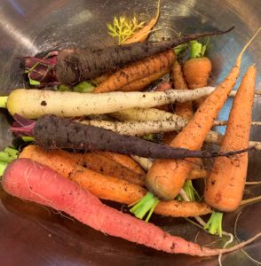 different tasting carrots