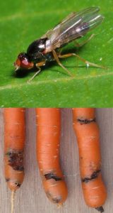 carrot rust fly