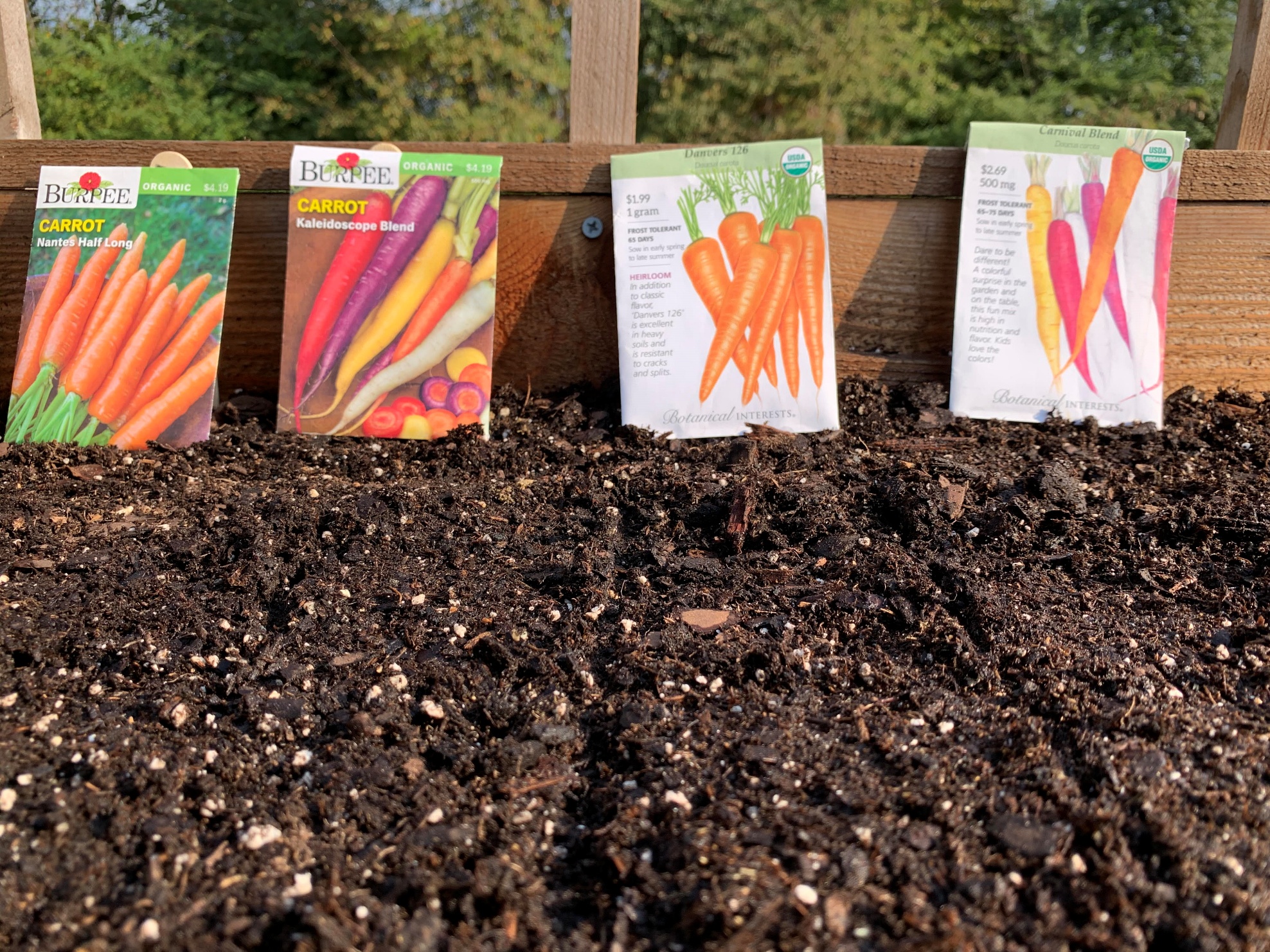 How to Grow Carrots in Beds or Containers - Okra In My Garden
