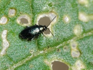 Read more about the article Flea Beetles: How to Identify and Treat Organically