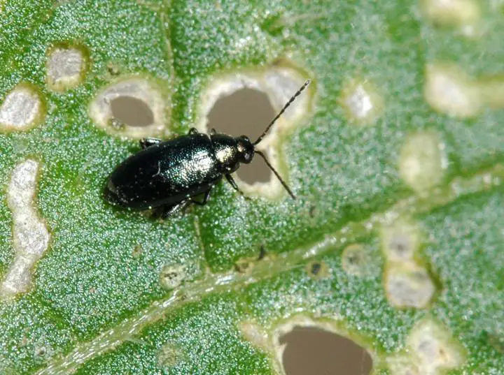 You are currently viewing Flea Beetles: How to Identify and Treat Organically