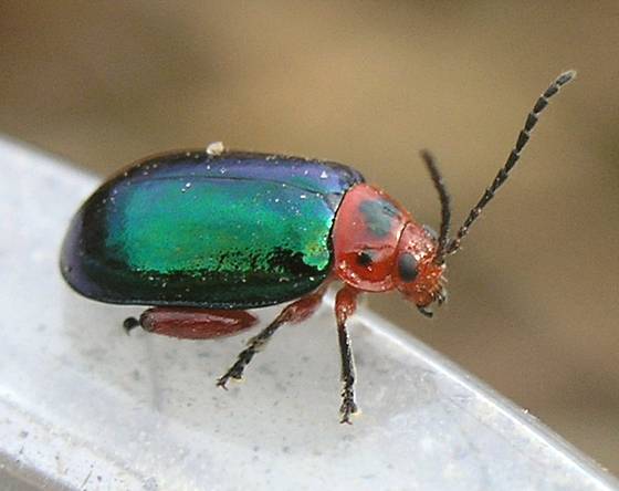 Flea Beetles: How to Identify and Treat Organically - Okra In My Garden