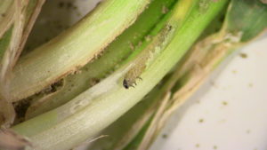 flea beetle larva