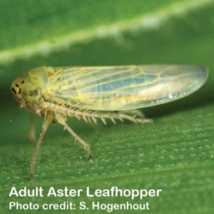 Aster leafhopper