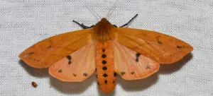 Woolly Bear Caterpillar - Isabella tiger moth