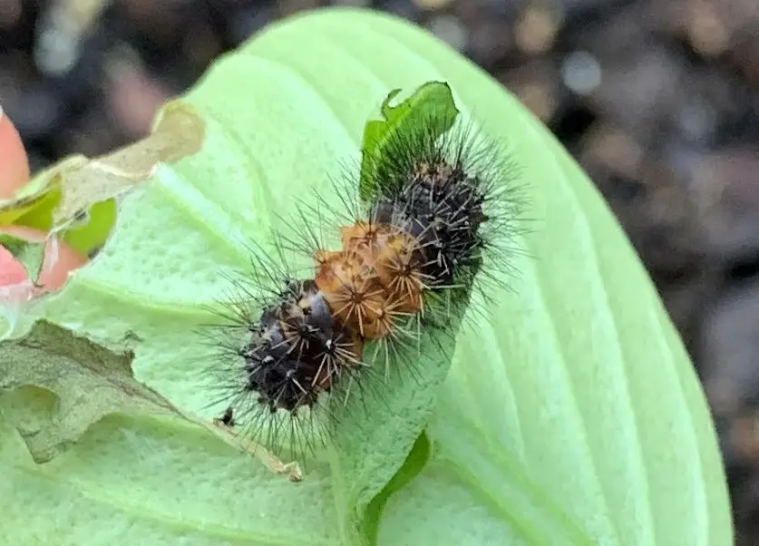 Can Woolly Bear Caterpillars Predict The Winter? - Okra In My Garden