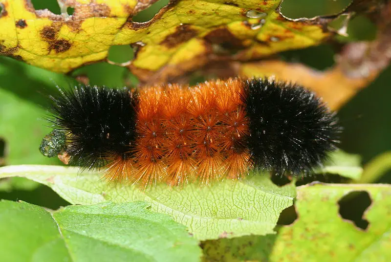 You are currently viewing Can Woolly Bear Caterpillars Predict the Winter?
