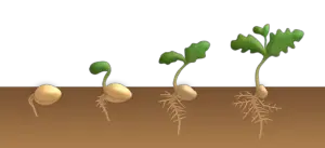 Read more about the article Seed Germination Rates and How to Test for Viability