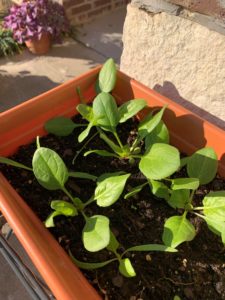 spinach in planter