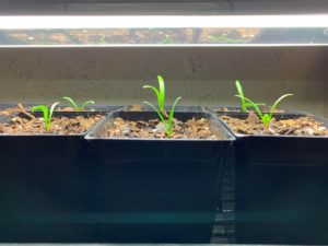 spinach sprouts under grow light