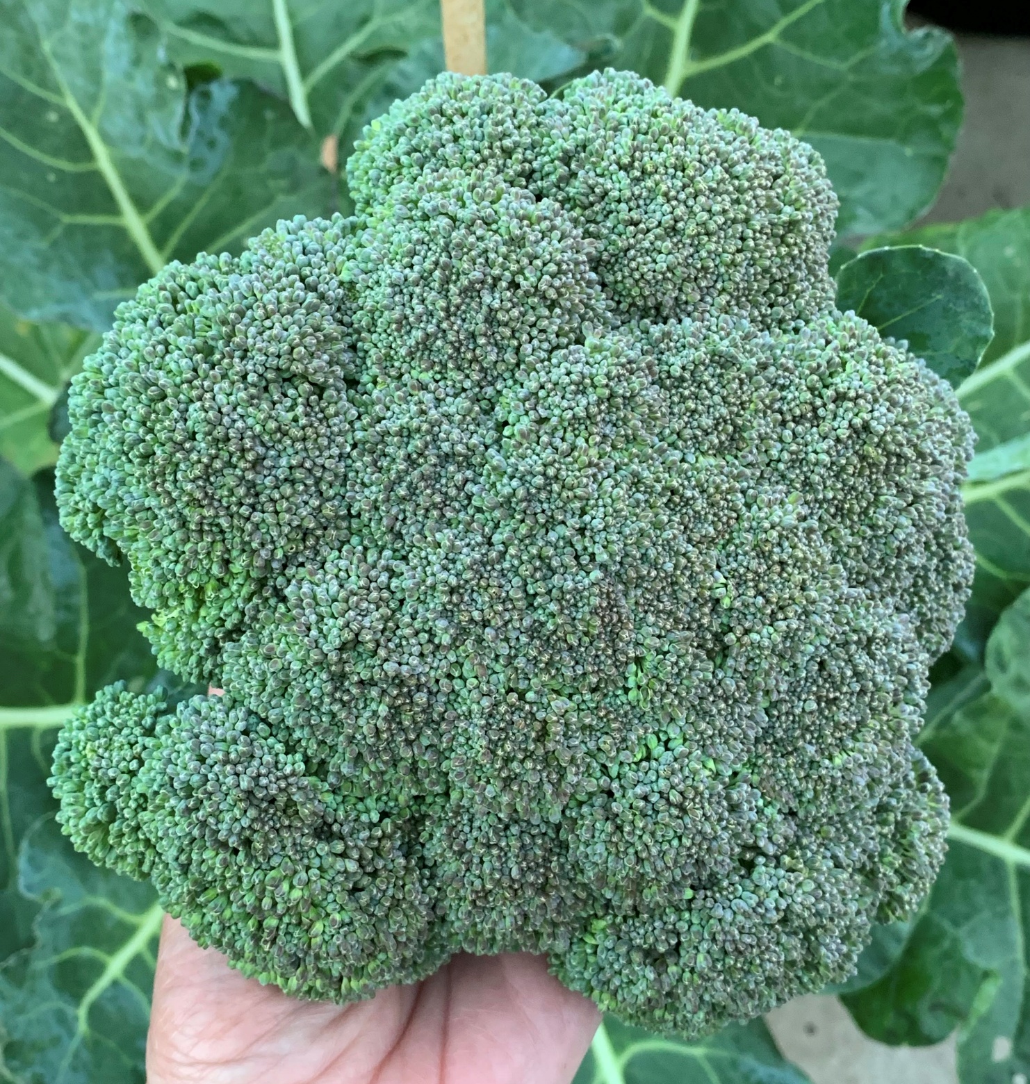 Read more about the article How to Grow Beautiful Broccoli