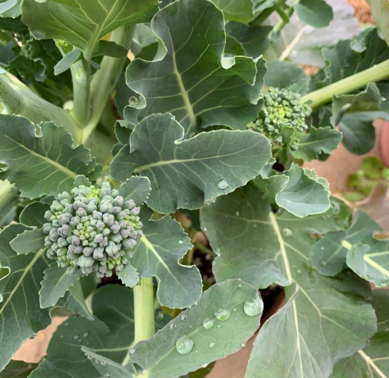 How to Grow Beautiful Broccoli - Okra In My Garden