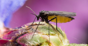 Read more about the article How to Get Rid of Annoying Fungus Gnats