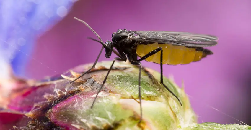 You are currently viewing How to Get Rid of Annoying Fungus Gnats