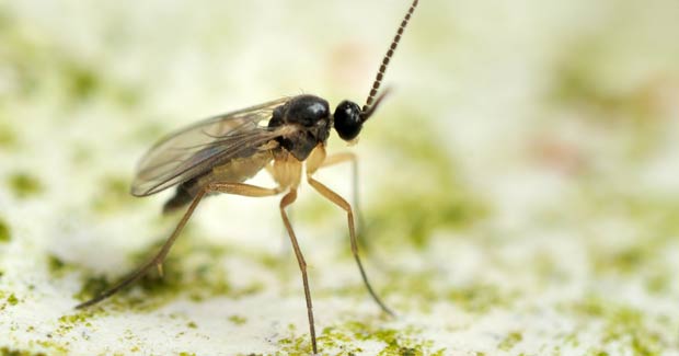 You are currently viewing 5 Secrets to Eliminating Fungus Gnats